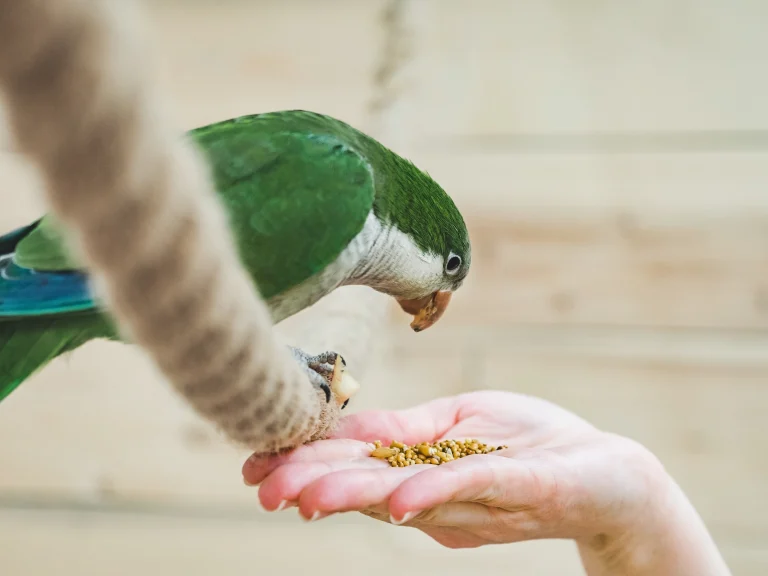 Asesoramiento de nutricion scaled