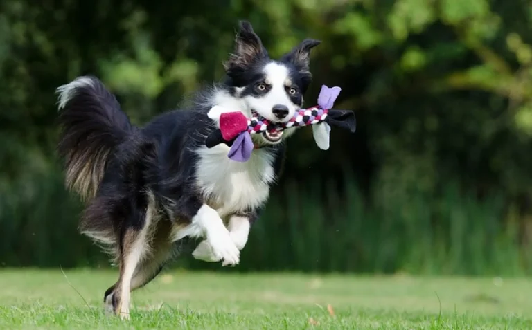 Perros vs la llegada del bebe Parte 1